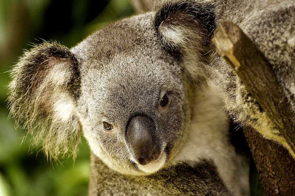 Phascolarctos cinereus - besser bekannt als Koala-Bär, schläft viel und ist eher ungefährlich. Die starken Krallen sorgen aber für schmerzhafte Kratzer. (Foto: ralfkasprowiak/pixabay.com)