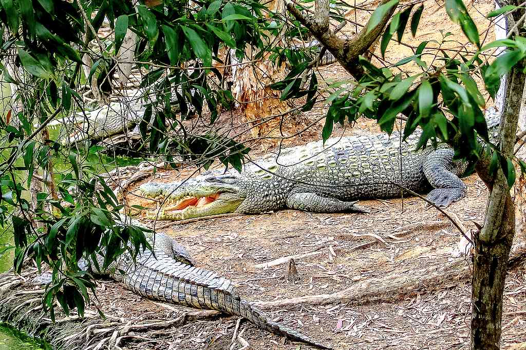 Crocodylus porosus - das Salzwasserkrokodil, liebevoll auch "Saltie" genannt, kommt in Nord-Australien häufig vor. Gefahrenpotential: Hoch. (Foto: robertwaghorn/pixabay.com)