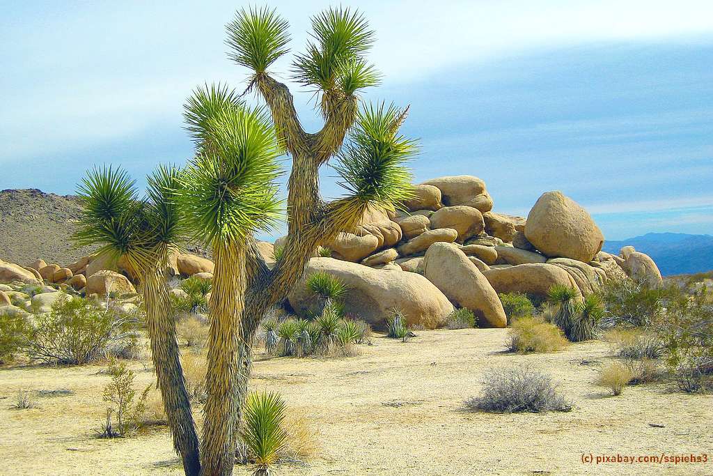 Joshua Tree: Es gibt über 900 Jahre alte Exemplare in der Mojave-Wüste. (Foto: pixabay.com/sspiehs3)